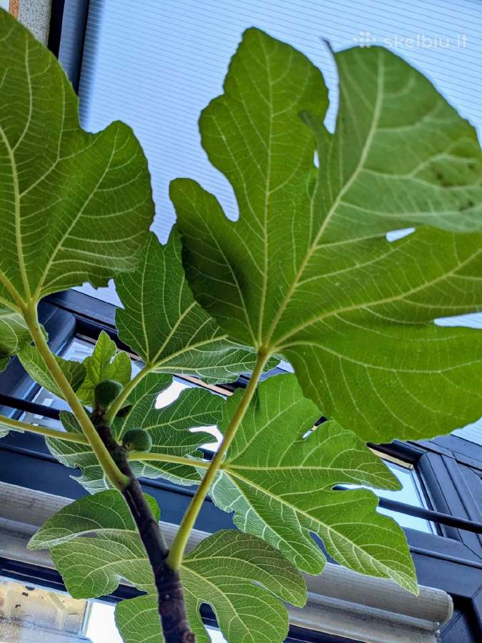 Augalas Figa, figmedis - nuotraukos Nr. 3