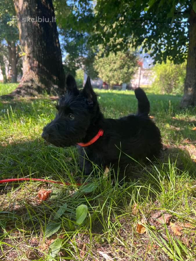 Škotų terjerai su Fci/lkd dokumentais - nuotraukos Nr. 3