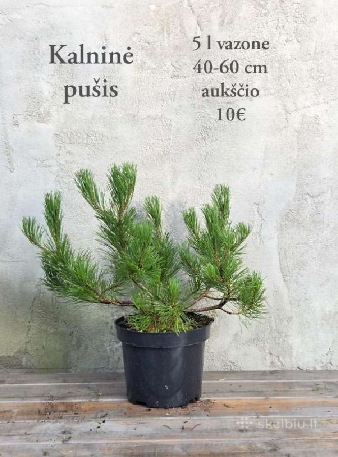 Dideli daugiamečiai augalai - nuotraukos Nr. 4
