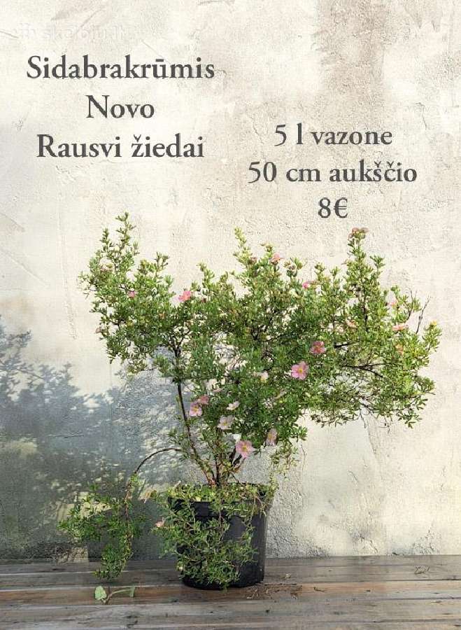 Dideli daugiamečiai augalai - nuotraukos Nr. 8
