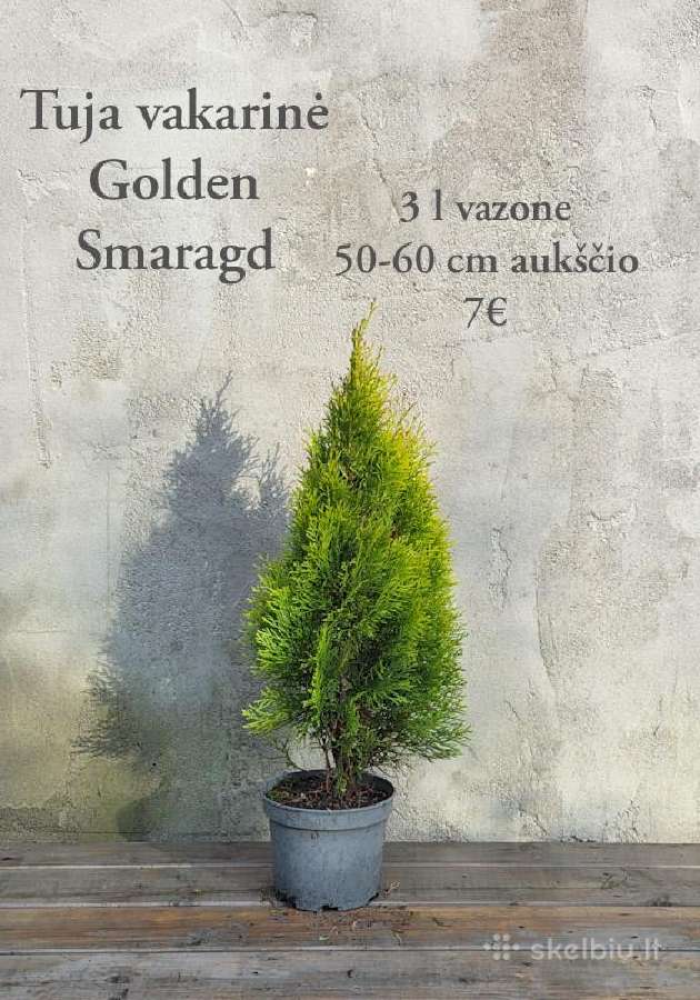 Dideli daugiamečiai augalai - nuotraukos Nr. 9