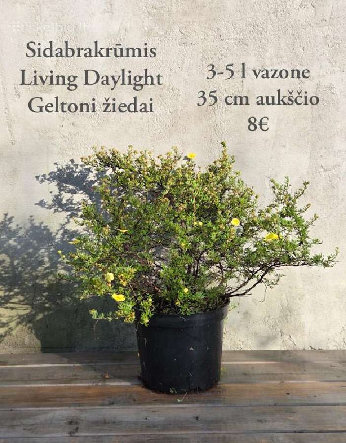 Dideli daugiamečiai augalai - nuotraukos Nr. 5