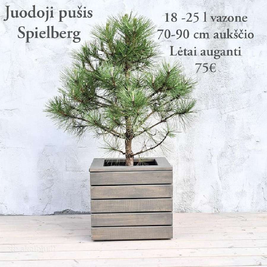 Dideli daugiamečiai augalai - nuotraukos Nr. 12