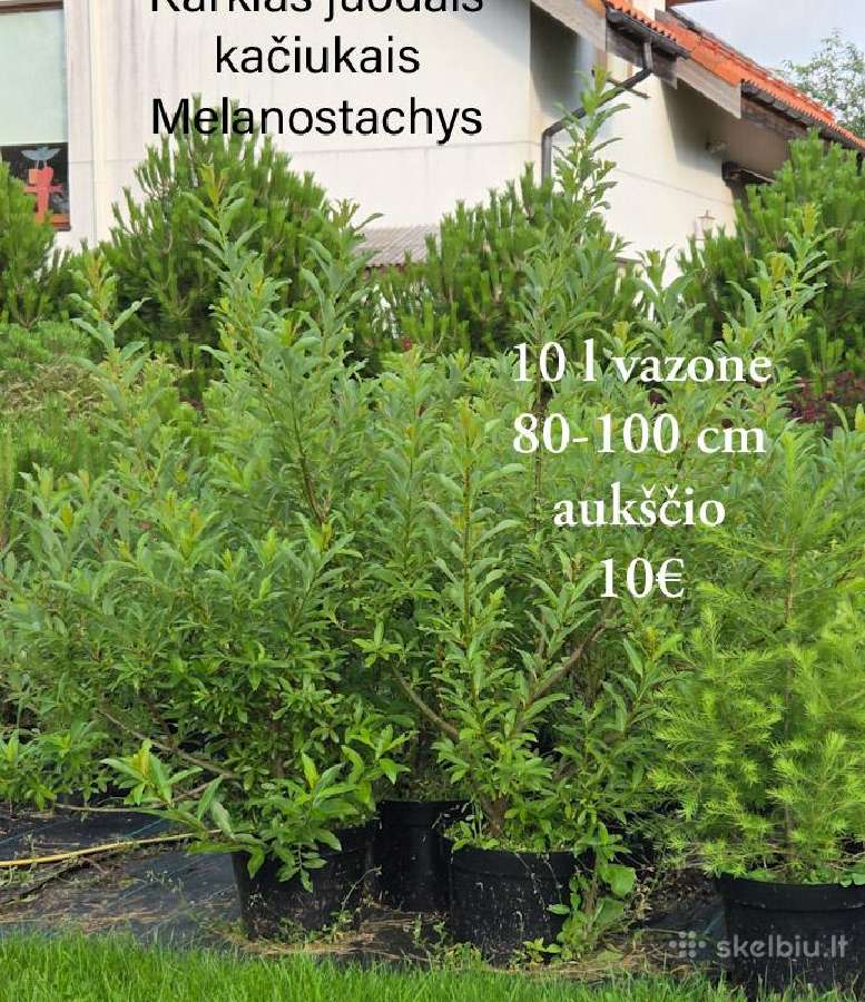 Dideli daugiamečiai augalai - nuotraukos Nr. 13