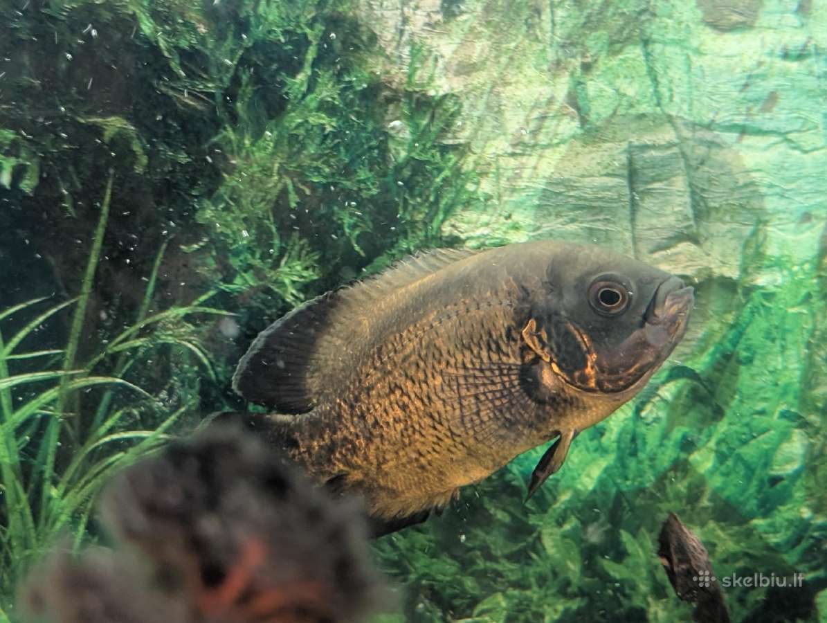 Parduodama žuvis Oskar (Astronotus ocellatus) - nuotraukos Nr. 2