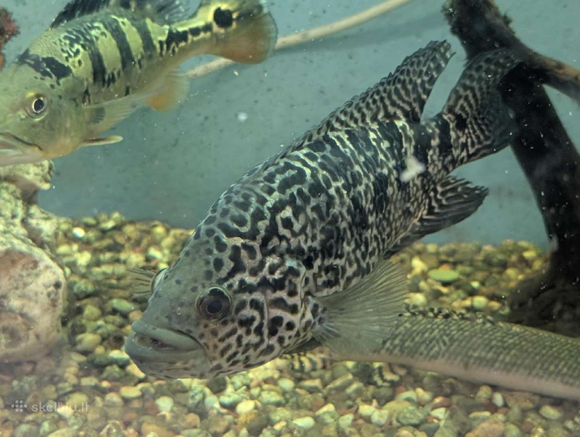 Parduodama žuvis Jaguaras (Parachromis managuensis - nuotraukos Nr. 2