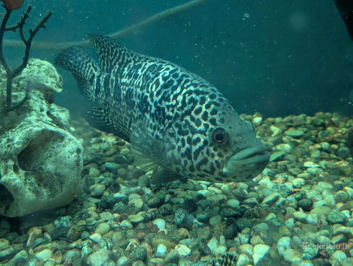 Parduodama žuvis Jaguaras (Parachromis managuensis - nuotraukos Nr. 3