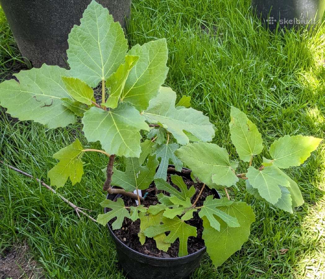 Augalas Figa, figmedis - nuotraukos Nr. 5