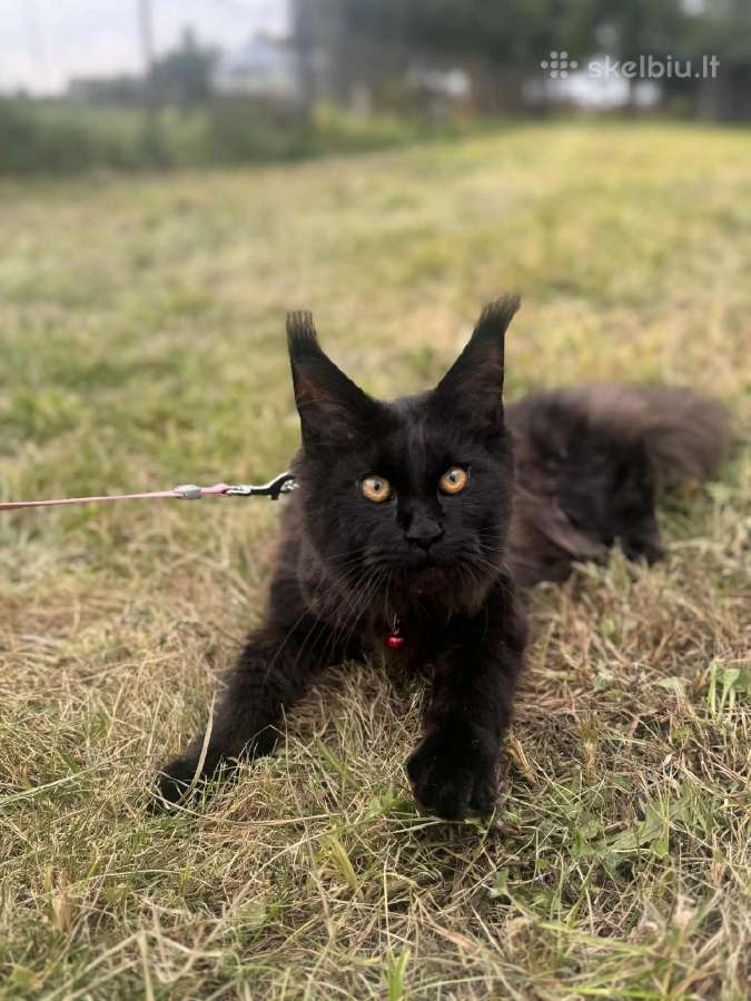 Kilmingi Meino meškėnų veislės kačiukai - nuotraukos Nr. 7