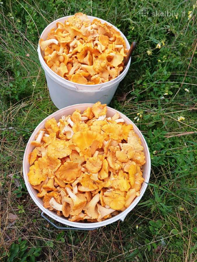 Voveraitės iš Dzūkijos Kaune - nuotraukos Nr. 4