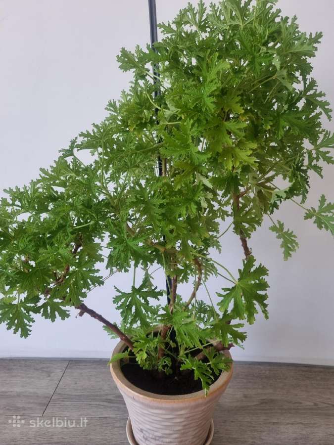 Jeronimas (kvapioji pelargonija) - nuotraukos Nr. 2