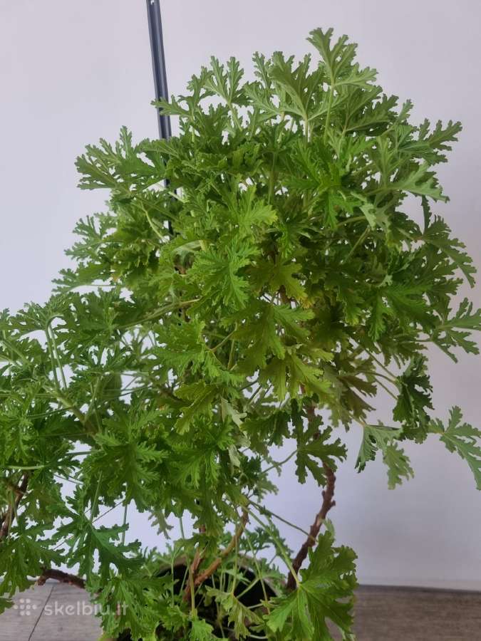 Jeronimas (kvapioji pelargonija) - nuotraukos Nr. 3