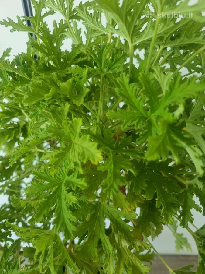 Jeronimas (kvapioji pelargonija) - nuotraukos Nr. 4