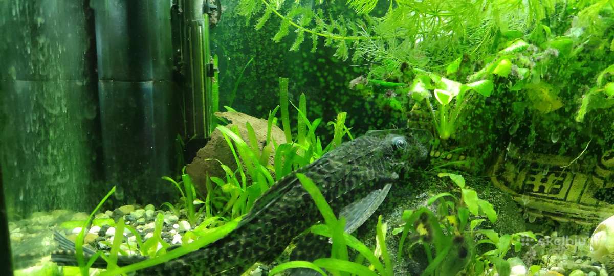 Akvariumas 60l - nuotraukos Nr. 2