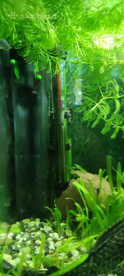 Akvariumas 60l - nuotraukos Nr. 4