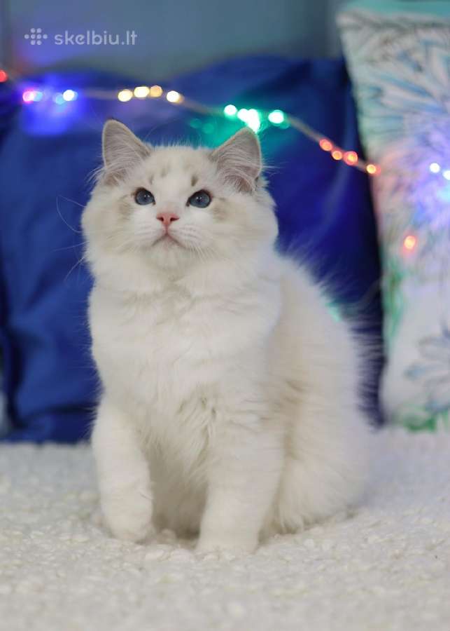 Žavingas Ragdoll kačiukas - nuotraukos Nr. 2