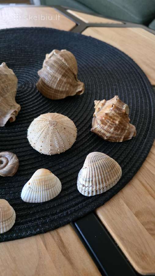 Kriauklės akvariumui - nuotraukos Nr. 5