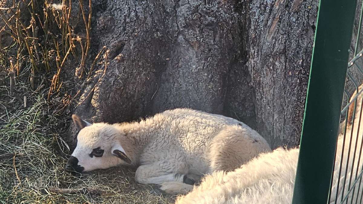 Parduodu 9ias avis - nuotraukos Nr. 2