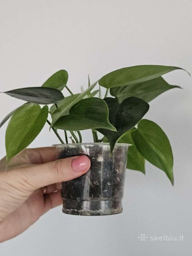 Philodendron green - nuotraukos Nr. 2