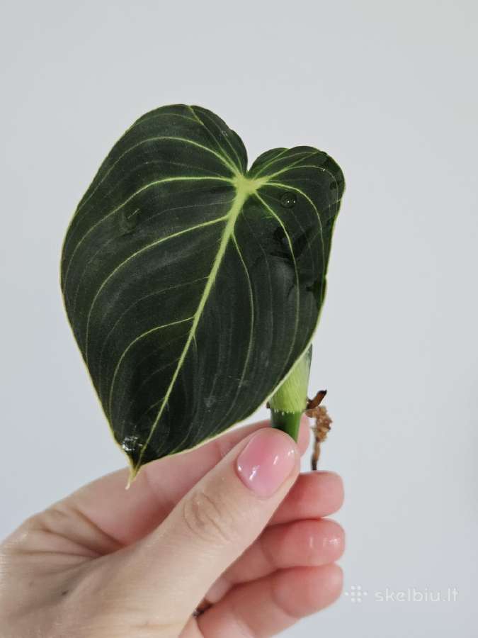 Philodendron Melanochrysum karpiniai - nuotraukos Nr. 2