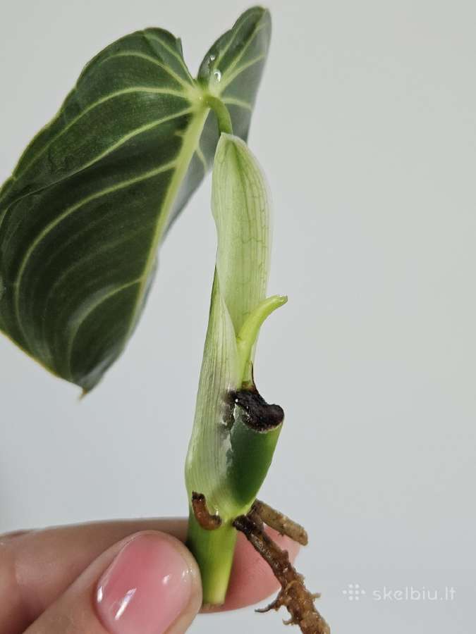 Philodendron Melanochrysum karpiniai - nuotraukos Nr. 3