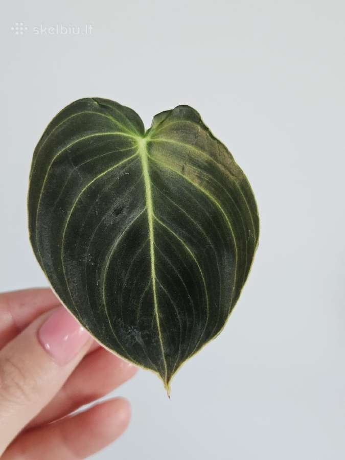 Philodendron Melanochrysum karpiniai - nuotraukos Nr. 4