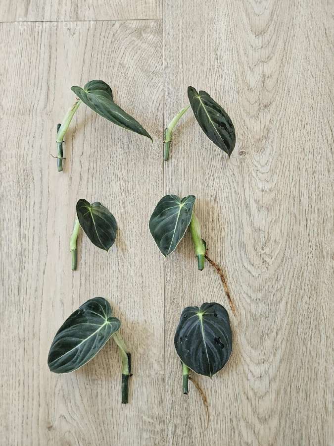 Philodendron Melanochrysum karpiniai - nuotraukos Nr. 5