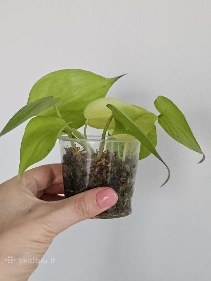 Philodendron Lemon Lime - nuotraukos Nr. 2