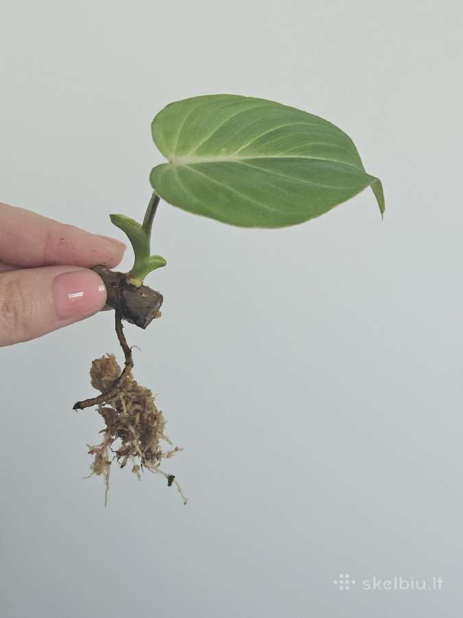 Philodendron Gloriosum mažylis - nuotraukos Nr. 2