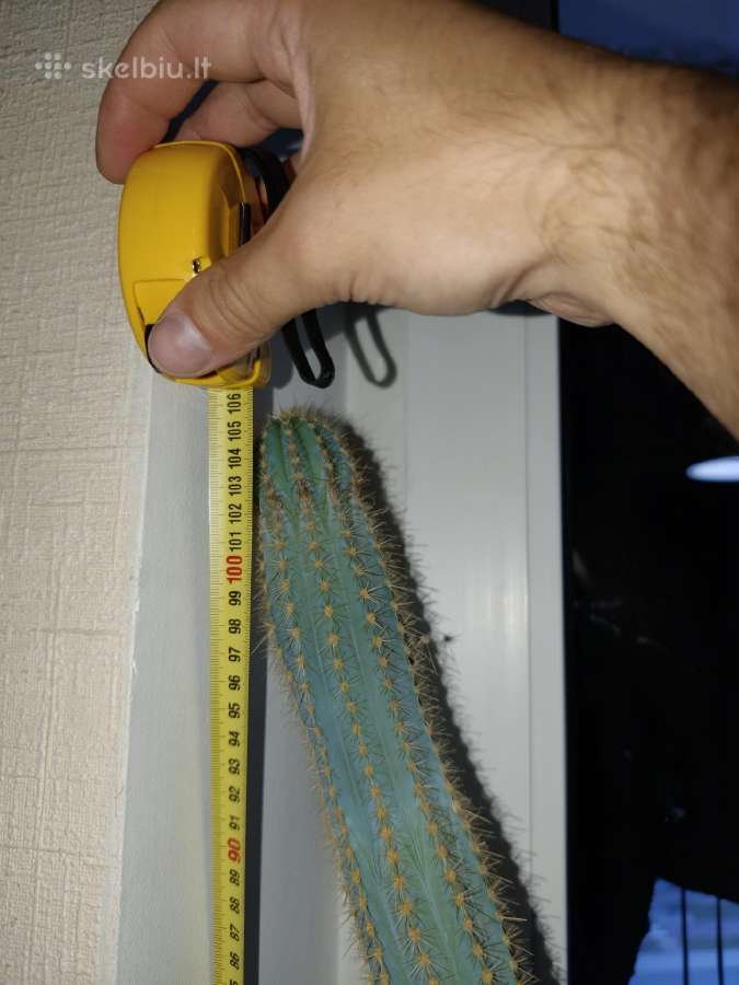 Kaktusai dovanoju / free cactuses - nuotraukos Nr. 3