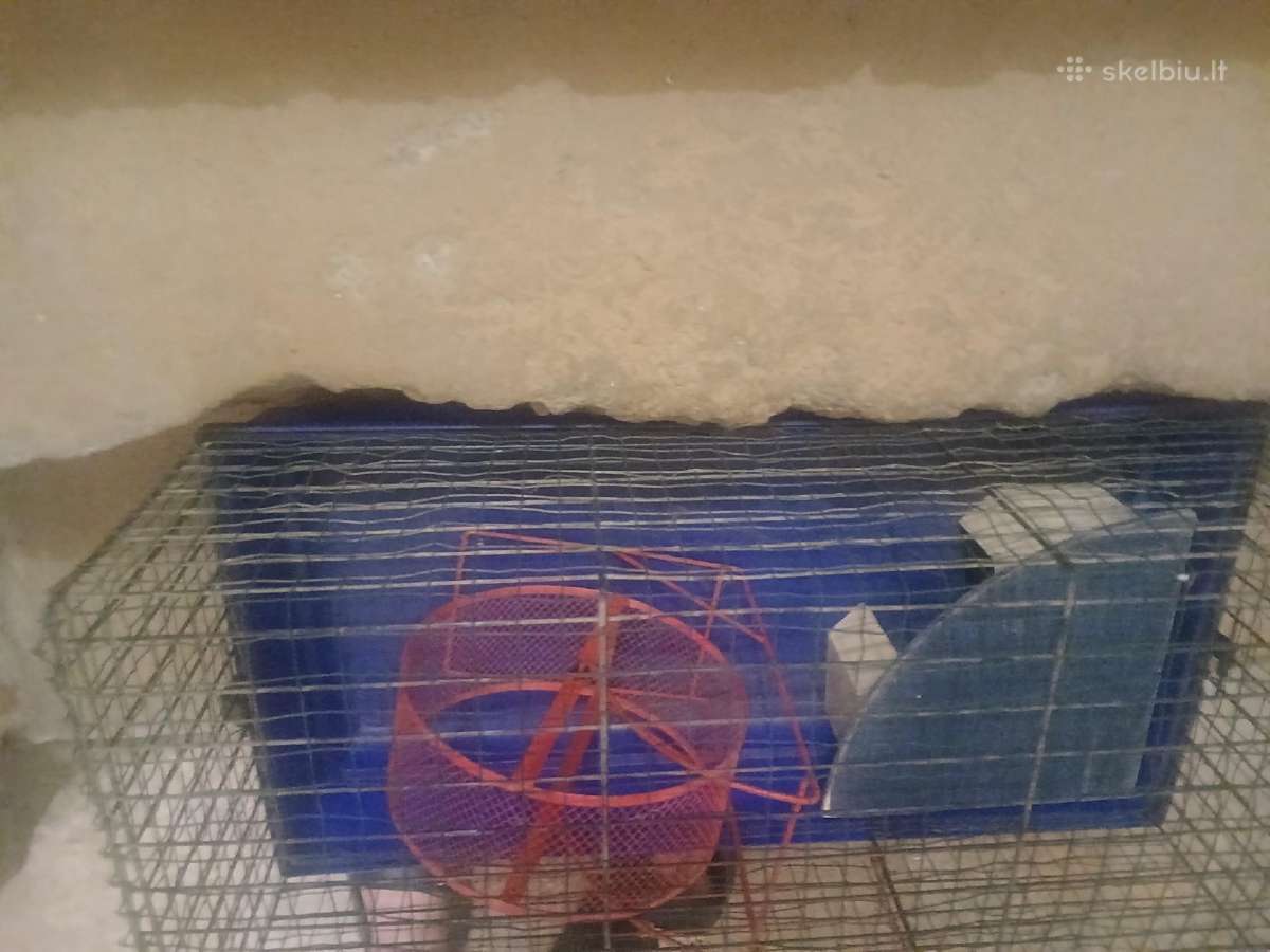 Narvas graužikui su nameliu ir bėgimo ratuku - nuotraukos Nr. 2