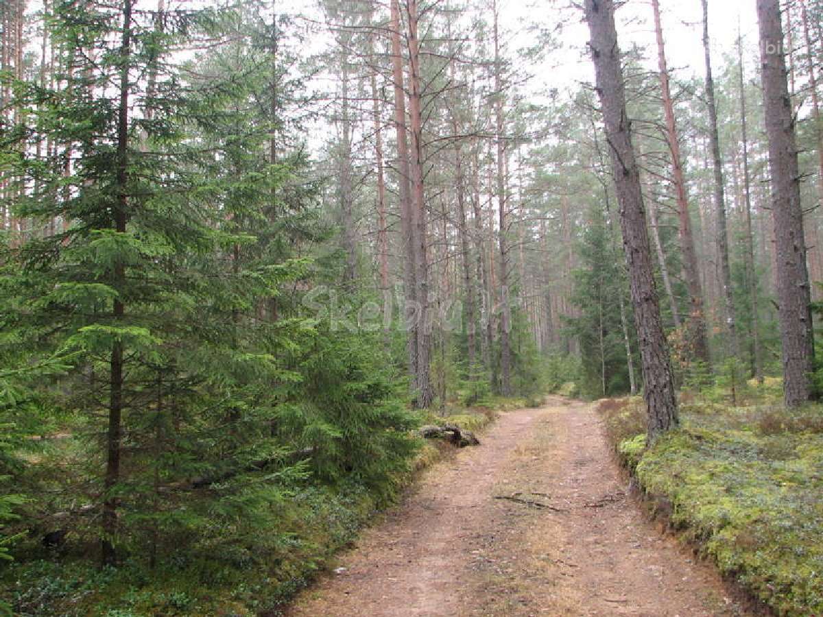 Perkame mišką, žemę visoje lietuvoje - nuotraukos Nr. 4