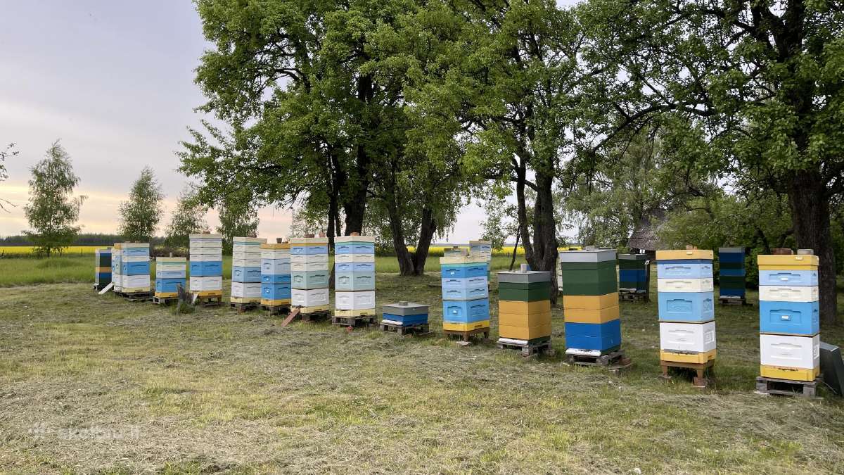 Parduodamos bičių šeimos ir aviliai - nuotraukos Nr. 2