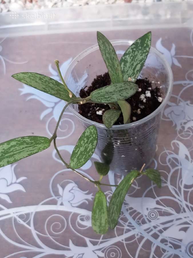 Hoya 's - nuotraukos Nr. 4