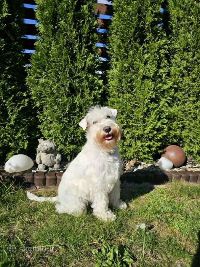 Balti cvergšnauceriai - nuotraukos Nr. 12