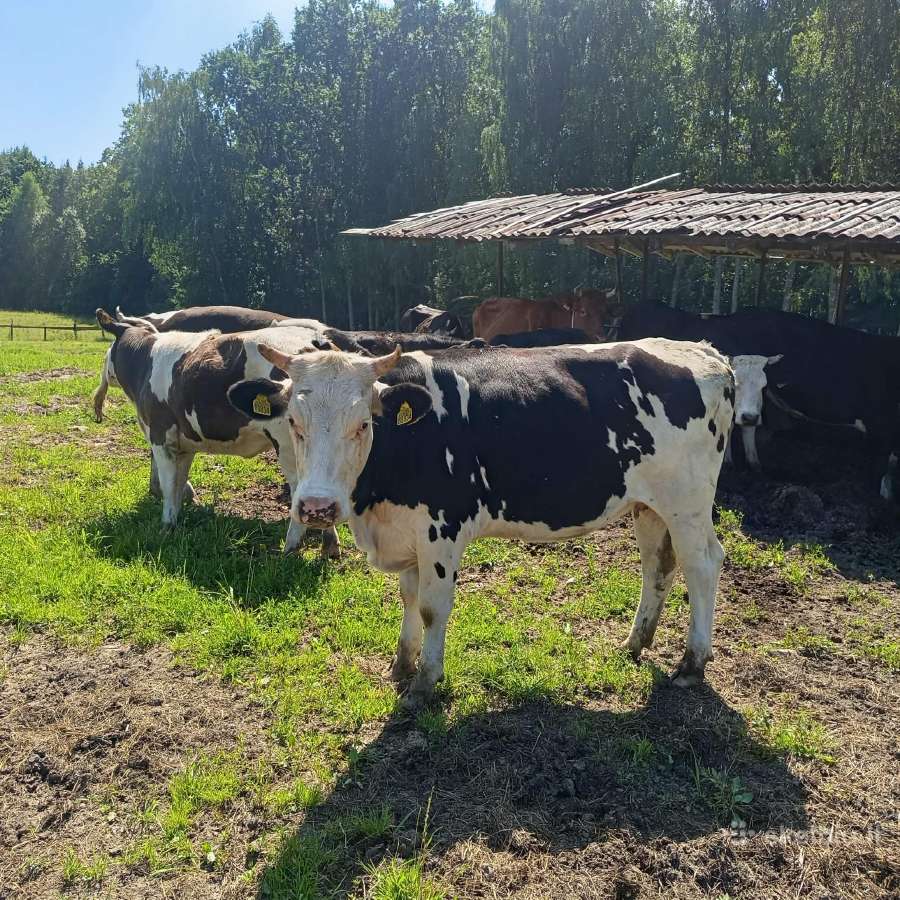 Telyčios - nuotraukos Nr. 2