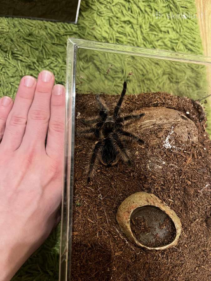 Tarantulas voras - nuotraukos Nr. 2