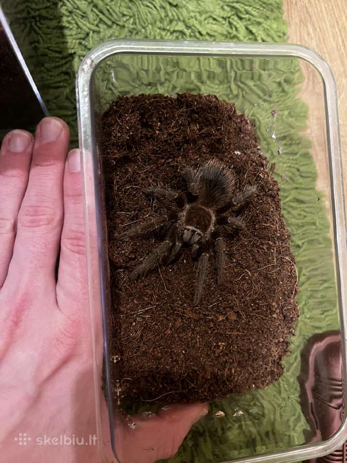 Tarantulas voras - nuotraukos Nr. 3