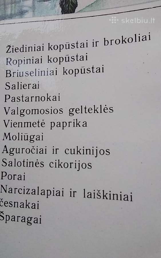 Retosios daržovės - nuotraukos Nr. 2