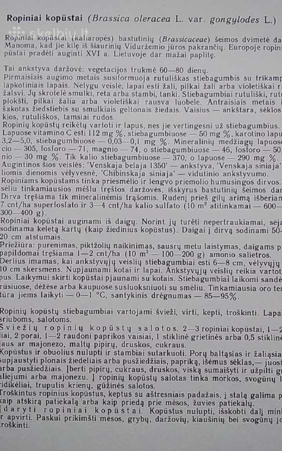 Retosios daržovės - nuotraukos Nr. 6