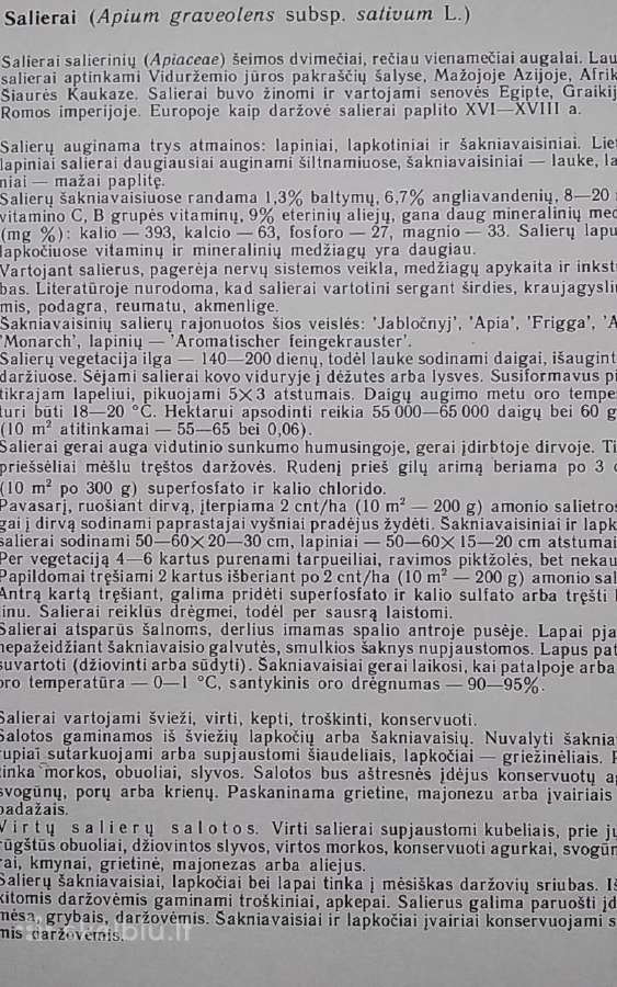 Retosios daržovės - nuotraukos Nr. 8