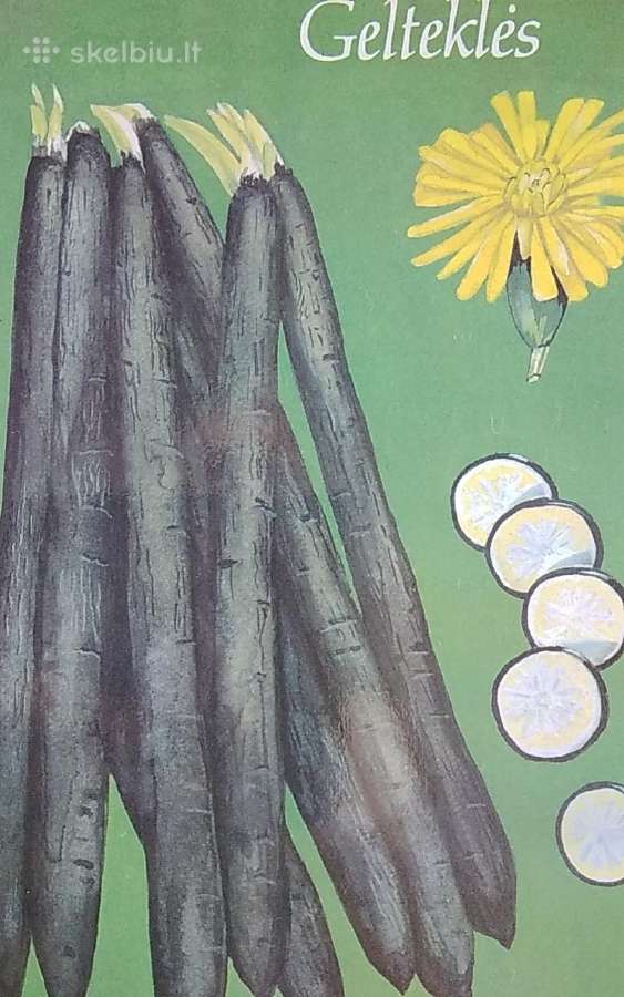 Retosios daržovės - nuotraukos Nr. 9