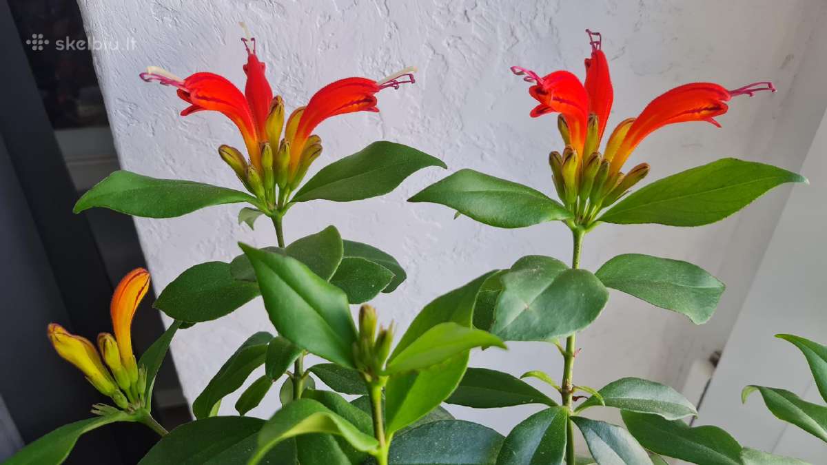 Aeschynanthus (aiškenis) - nuotraukos Nr. 3
