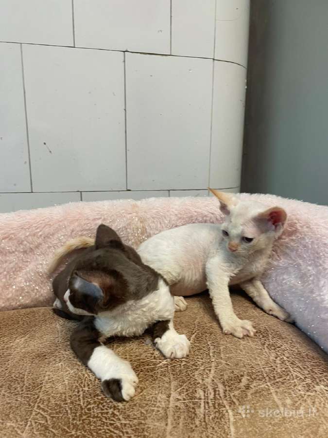 Devon Rex - nuotraukos Nr. 8