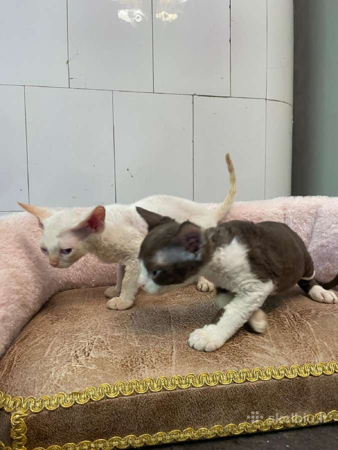 Devon Rex - nuotraukos Nr. 2
