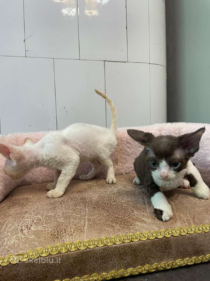 Devon Rex - nuotraukos Nr. 9