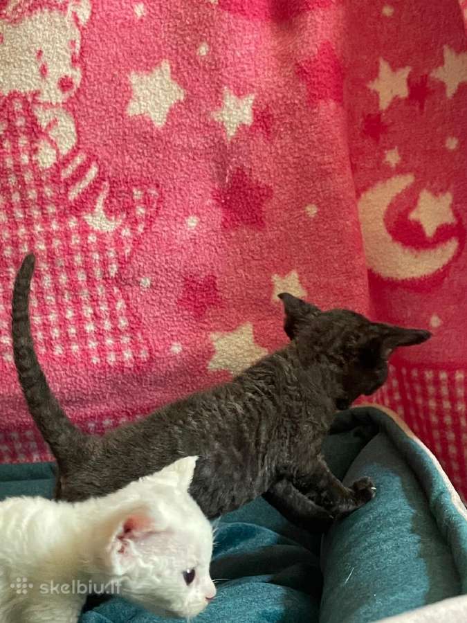 Devon Rex - nuotraukos Nr. 10