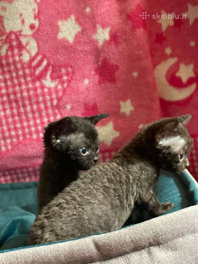 Devon Rex - nuotraukos Nr. 11