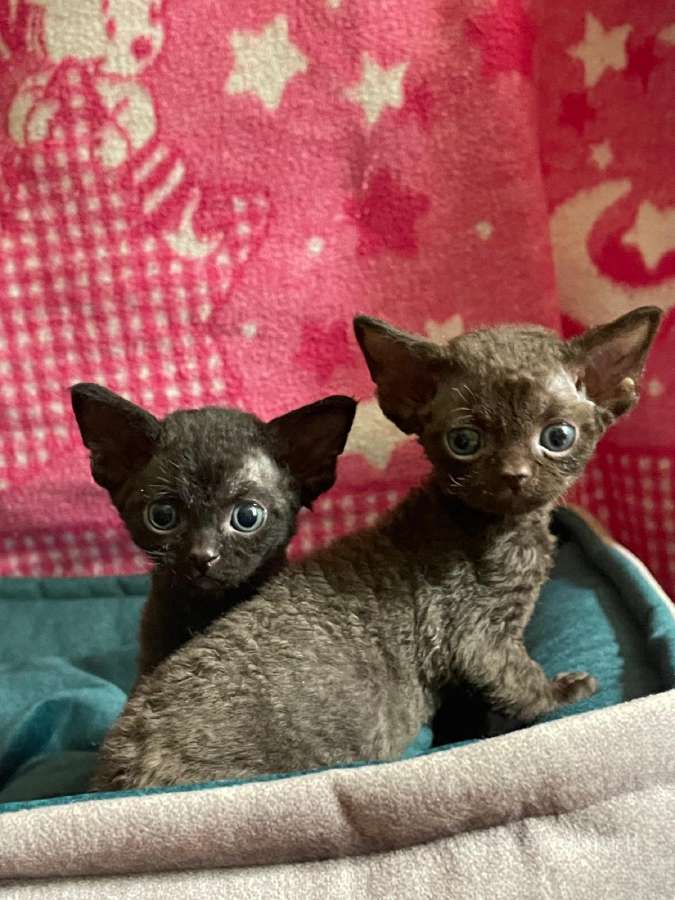 Devon Rex - nuotraukos Nr. 2