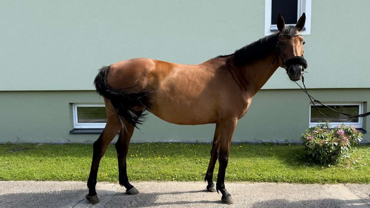 Parduodama Trakėnų veislės kumelė - nuotraukos Nr. 4